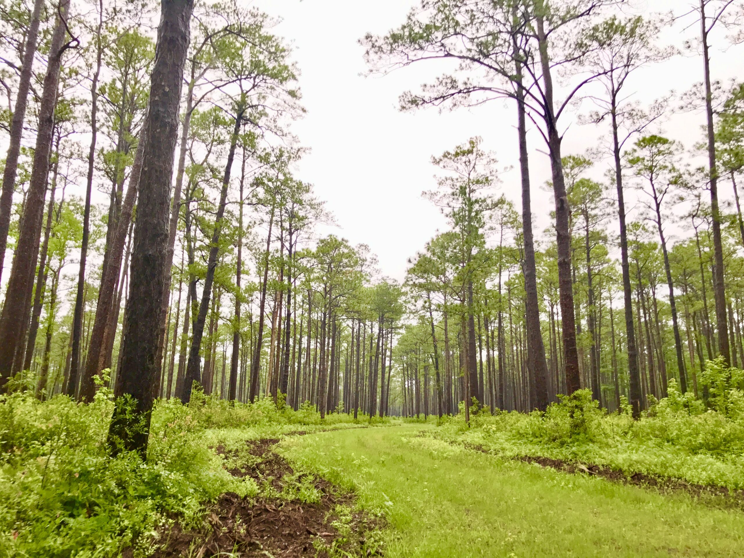 Pine timberland with a grassy track in South Carolina